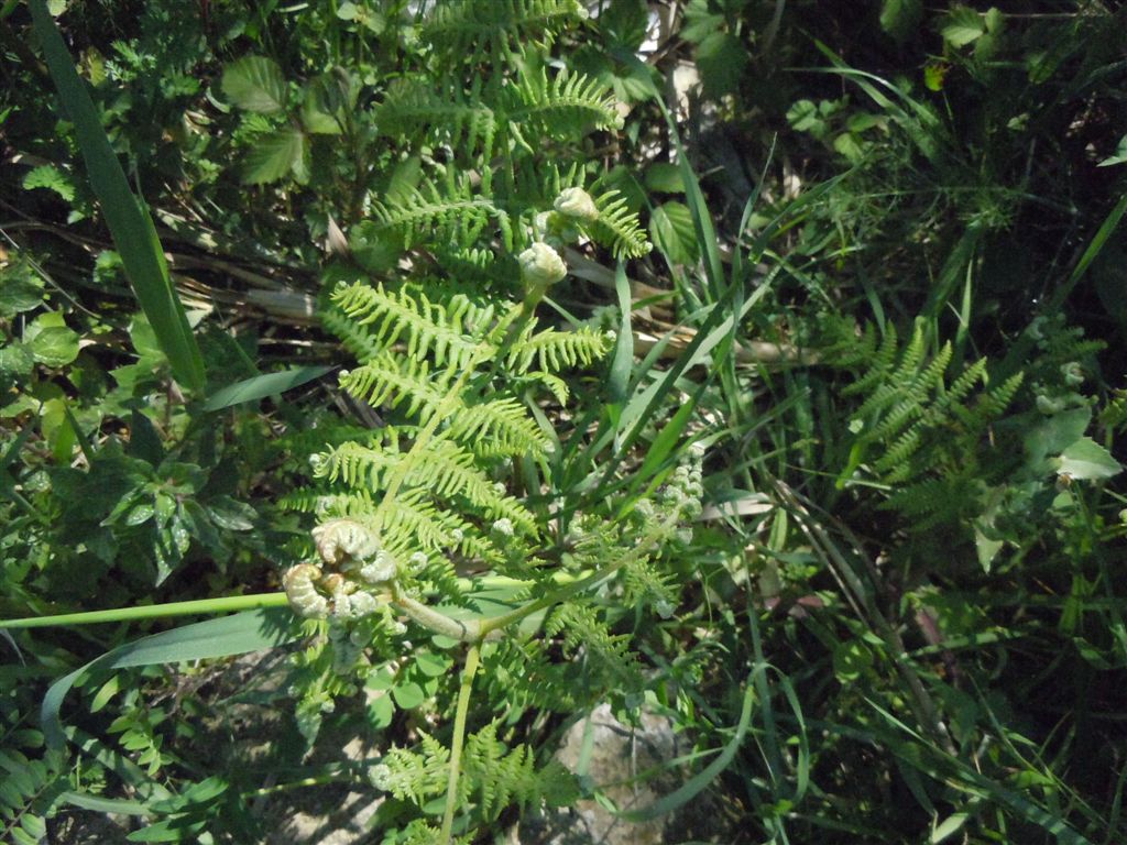 Che pianta ? Pteridium aquilinum